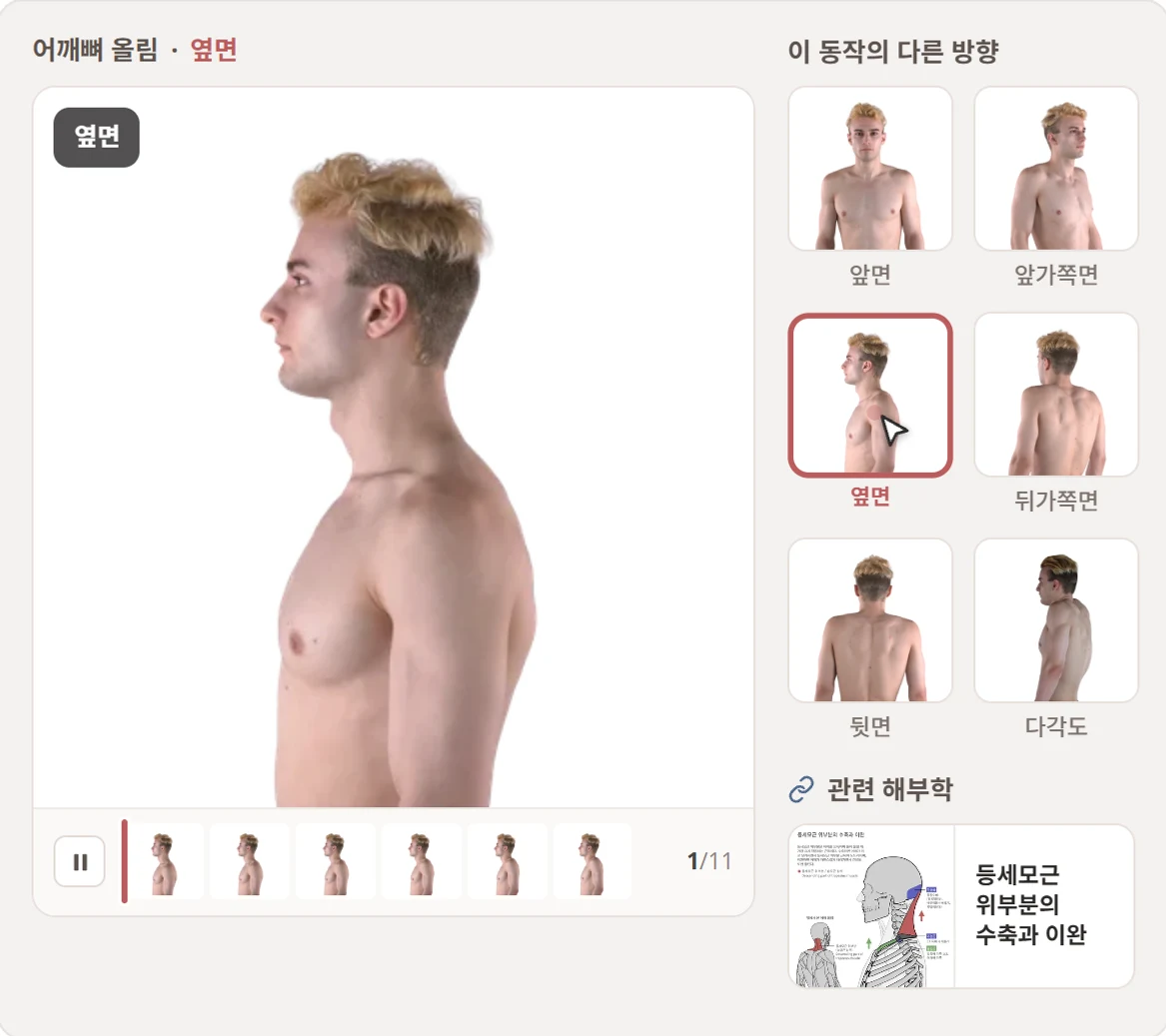 같은 동작의 다른 방향을 보다가 관련 해부학 자료로 이어지는 화면
