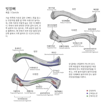 빗장뼈 도판