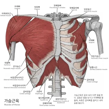 가슴근육 도판