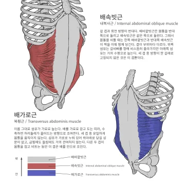 배속빗근·배가로근 도판