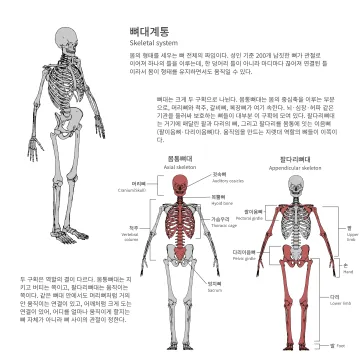 뼈대계통 도판
