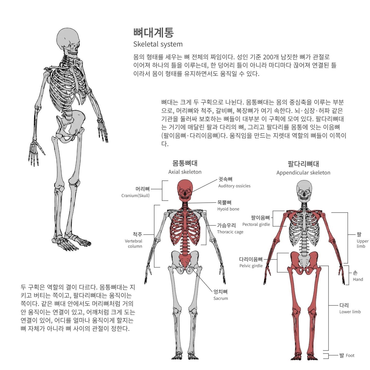 뼈대계통 해부학 도해 — 뼈대계통, 머리뼈, 척주, 가슴우리, 귓속뼈