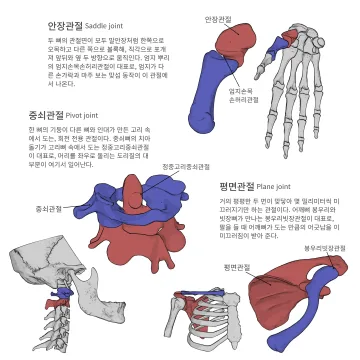 안장관절·중쇠관절·평면관절 도판
