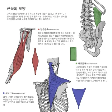 근육의 모양 도판