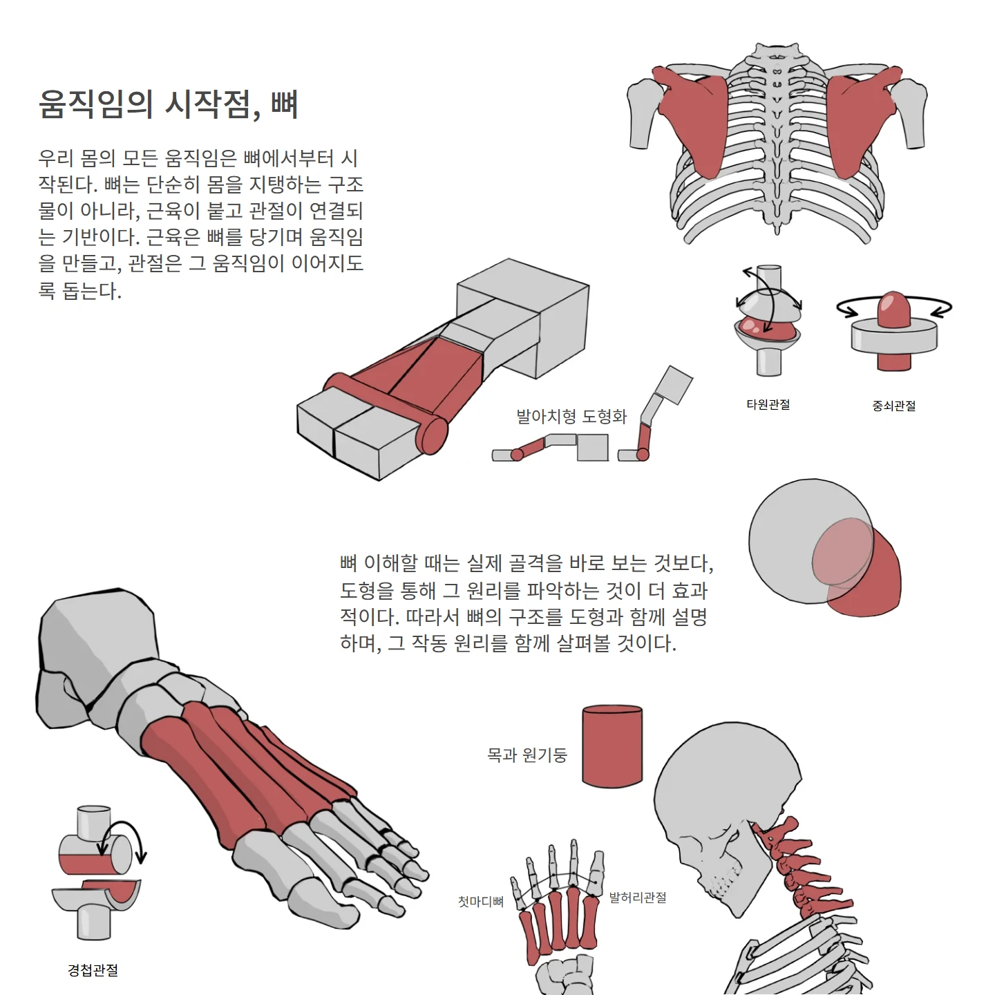 움직임의 시작점, 뼈 해부학 도해 — 첫마디뼈, 발허리관절, 중쇠관절, 타원관절, 목과 원기둥
