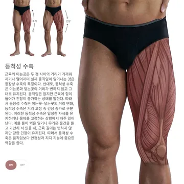 등척성 수축