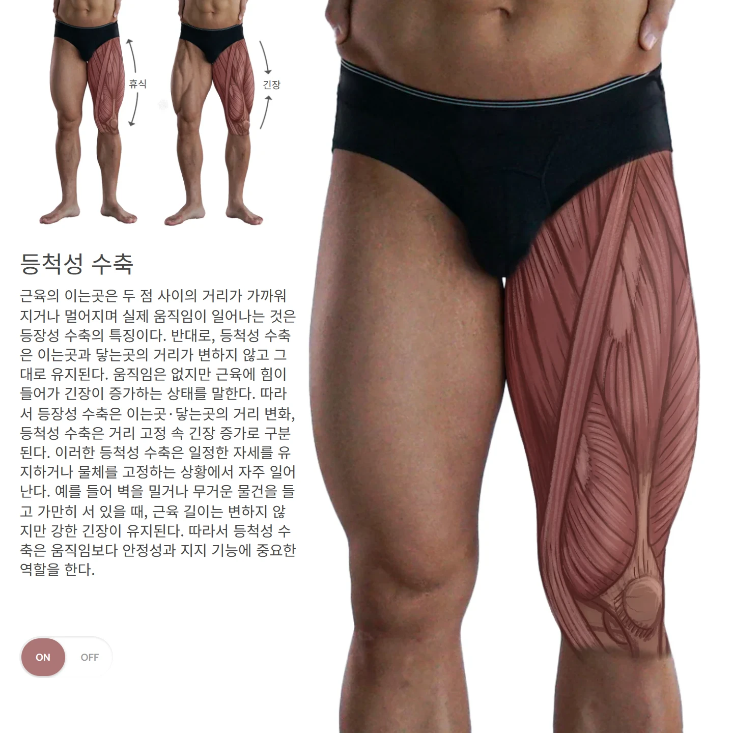 등척성 수축 해부학 도해 — 휴식, 긴장, 등척성 수축