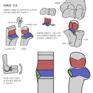 자뼈의 구조