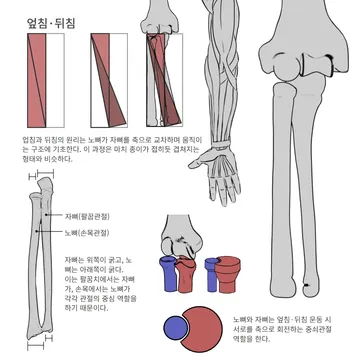 엎침과 뒤침의 원리