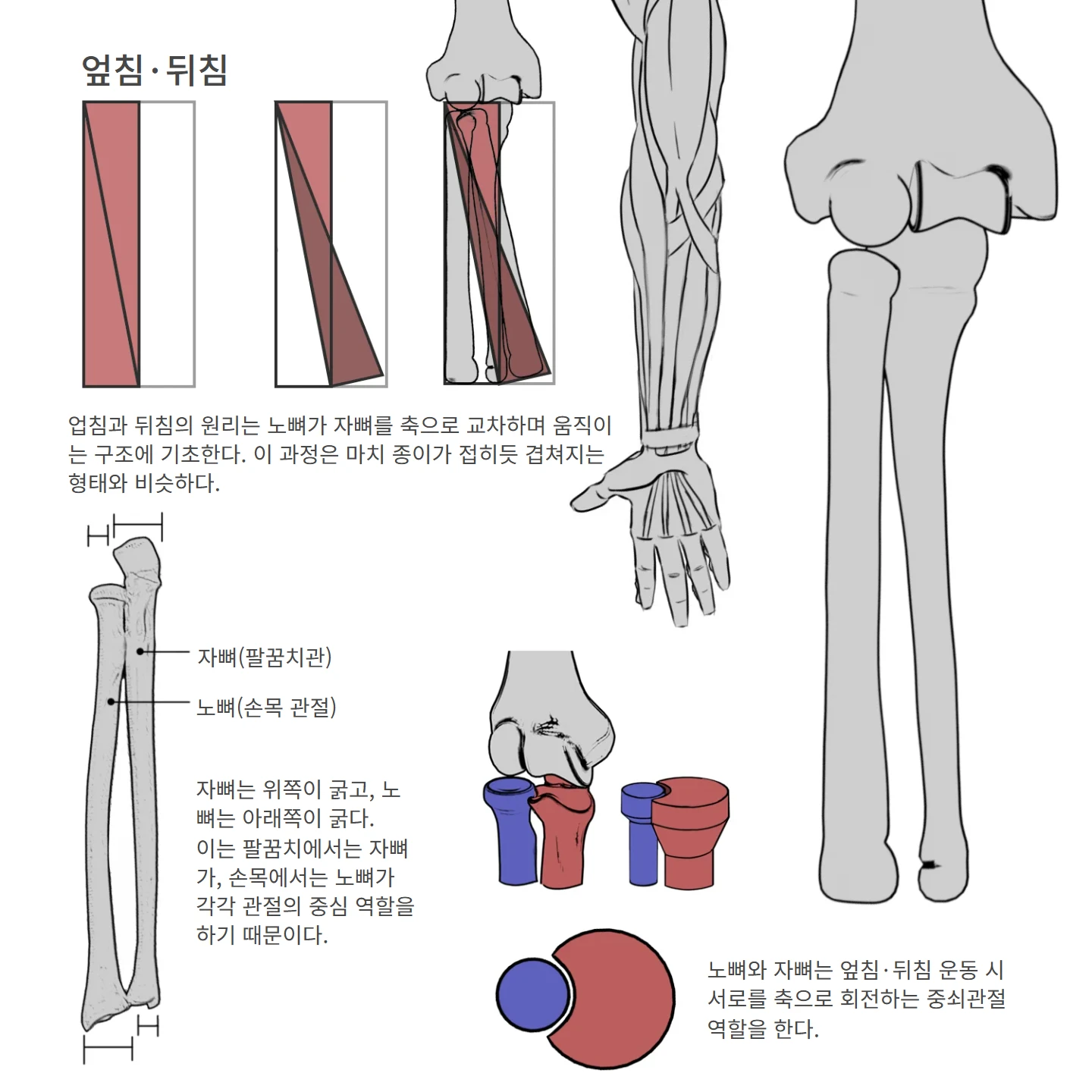 엎침·뒤침 해부학 도해 — 자뼈(팔꿈치관), 노뼈(손목 관절), 엎침·뒤침