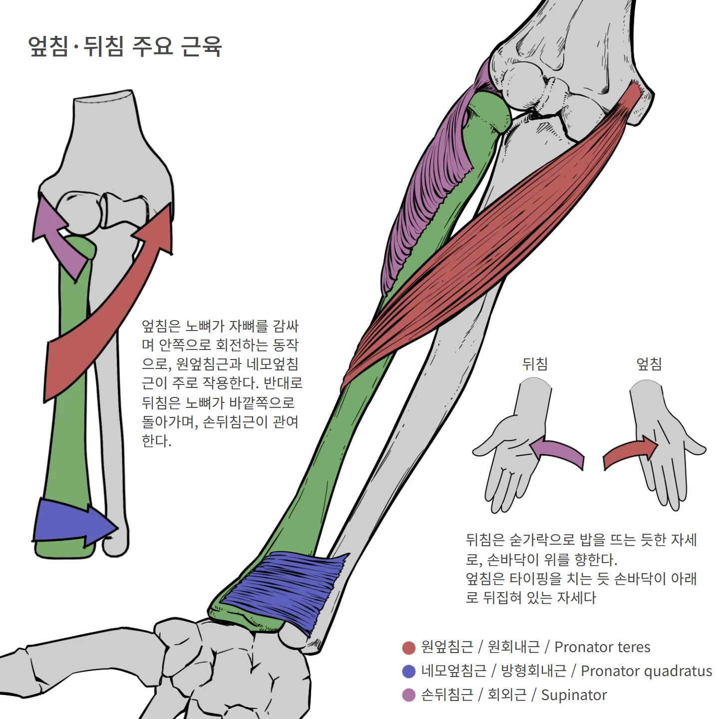 엎침·뒤침 주요 근육 해부학 도해 — 뒤침, 엎침, 엎침·뒤침 주요 근육