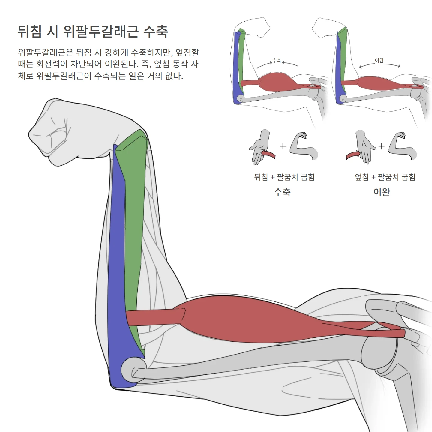 뒤침 시 위팔두갈래근 수축 해부학 도해 — 뒤침 + 팔꿈치 굽힘, 수축, 이완, 엎침 + 팔꿈치 굽힘, 뒤침 시 위팔두갈래근 수축