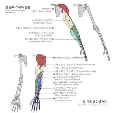 팔 근육 레이어 앞면·옆면