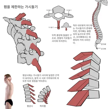 폄을 제한하는 가시돌기