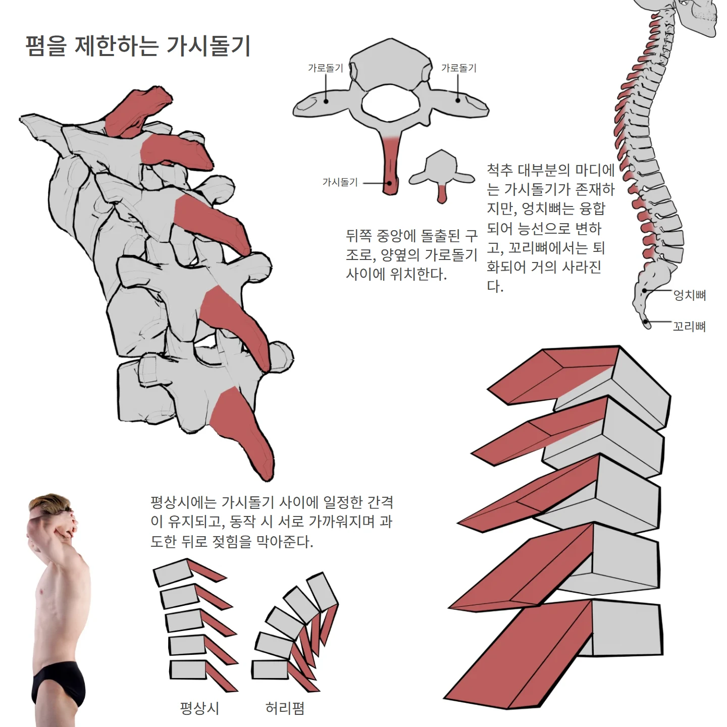폄을 제한하는 가시돌기 해부학 도해 — 폄을 제한하는 가시돌기, 평상시, 허리폄, 엉치뼈, 가로돌기