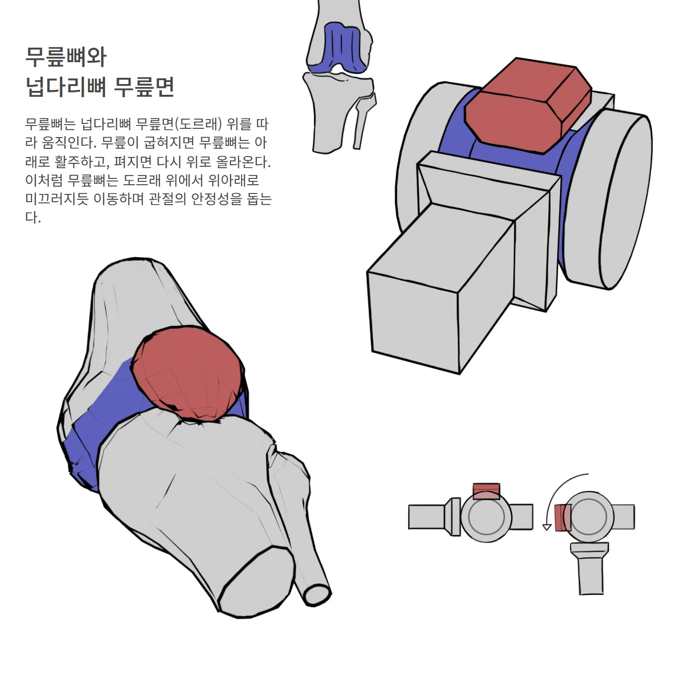 무릎뼈와 넙다리뼈 무릎면 해부학 도해 — 무릎뼈 / 슬개골 / Patella, 무릎뼈와 넙다리뼈 무릎면