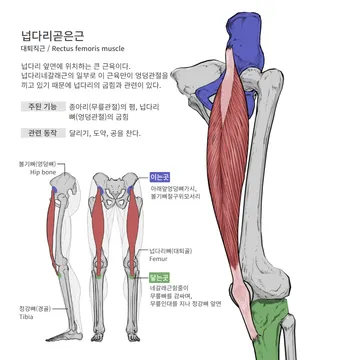 넙다리곧은근