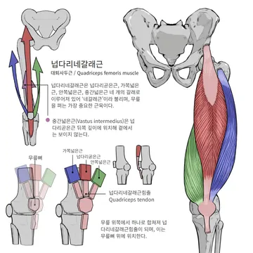 넙다리네갈래근