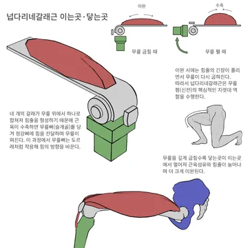 넙다리네갈래근 도형화