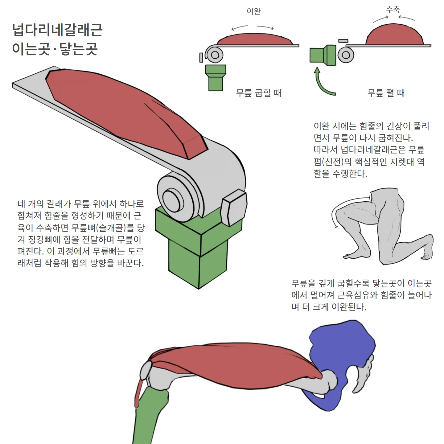 넙다리네갈래근 이는곳·닿는곳 해부학 도해 — 이완, 수축, 무릎 굽힐 때, 무릎 펼 때, 넙다리네갈래근 이는곳·닿는곳