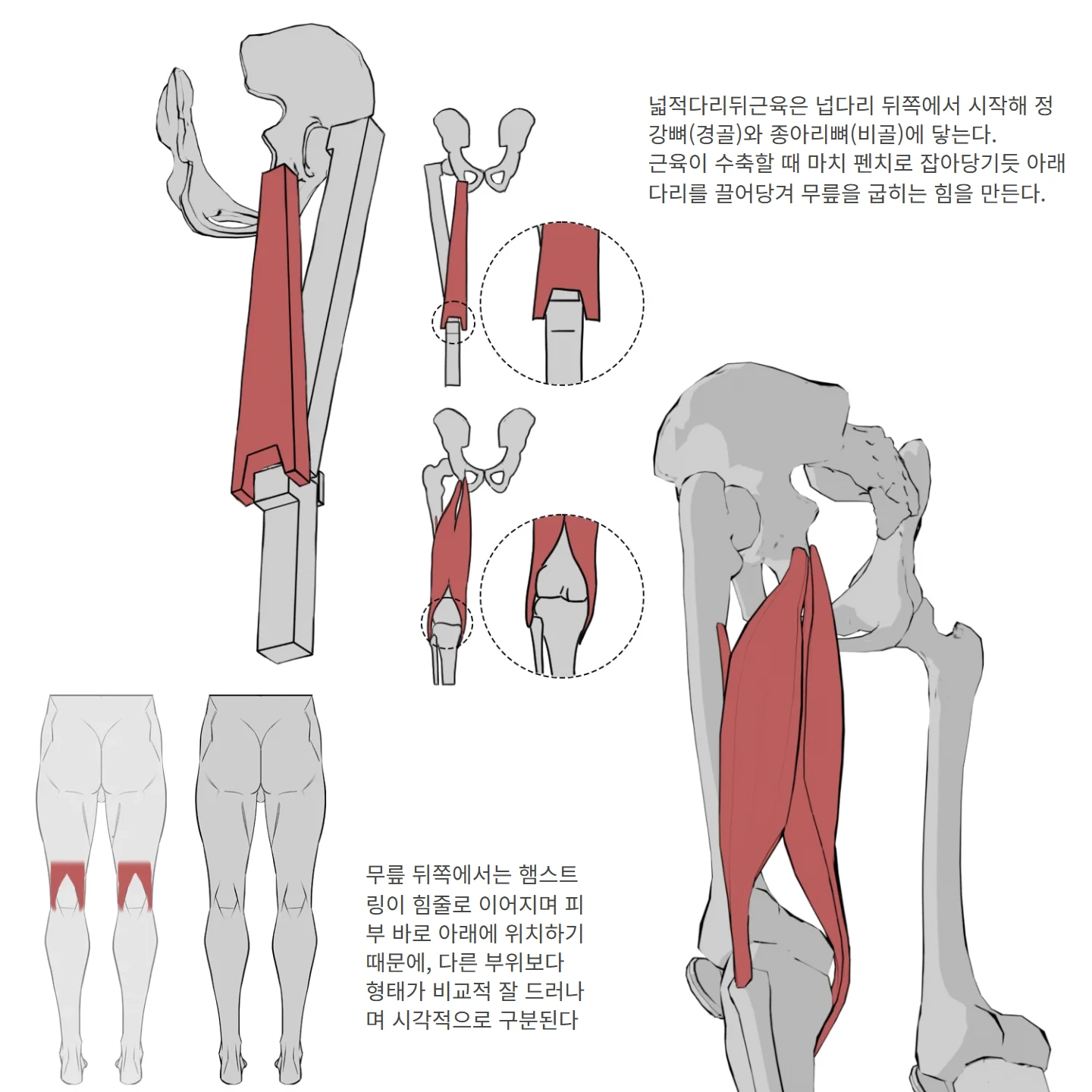 넓적다리뒤근육 도형화 해부학 도해