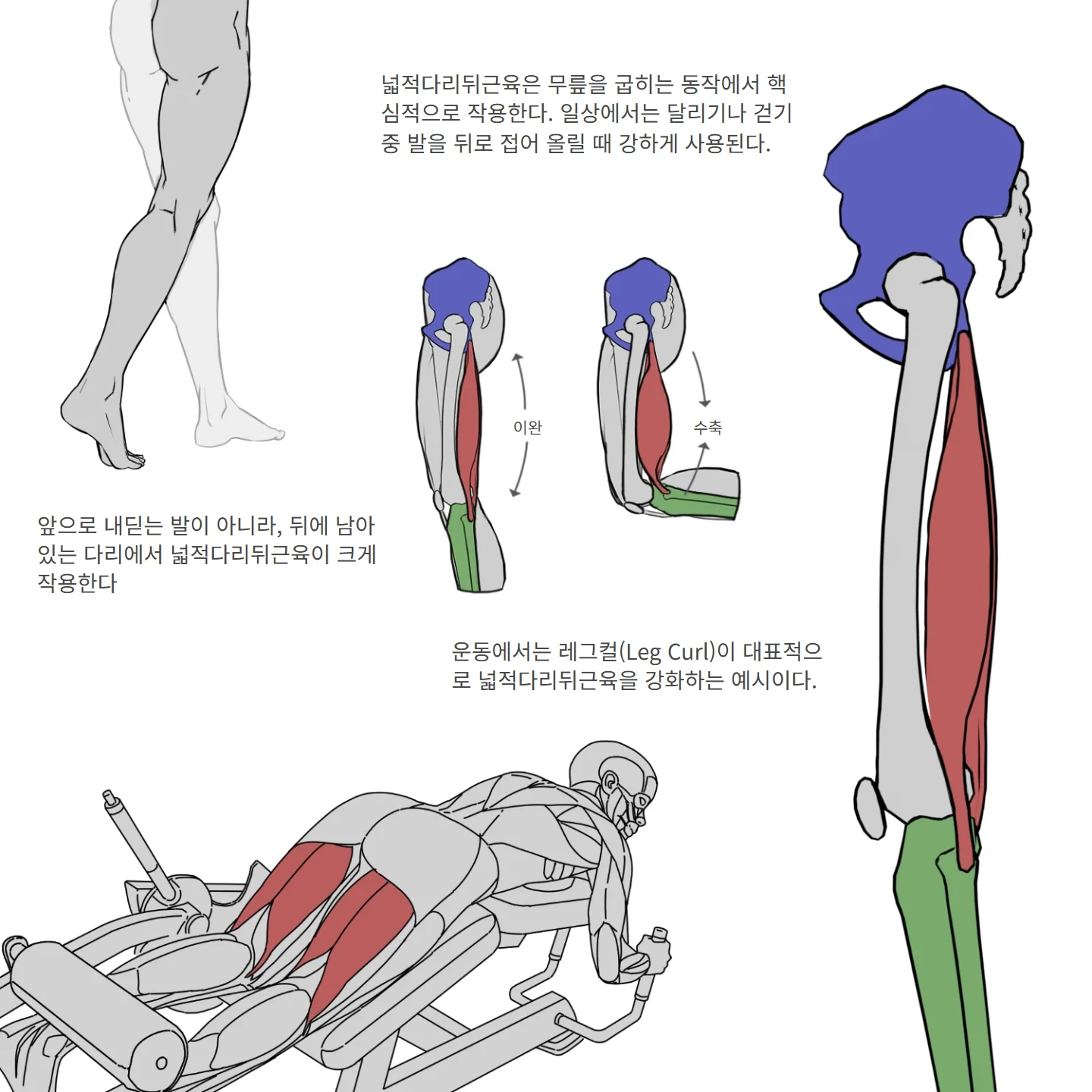 넓적다리뒤근육 수축과 이완 해부학 도해 — 이완, 수축