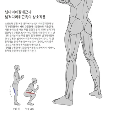 넙다리네갈래근과 넓적다리뒤근육의 상호작용