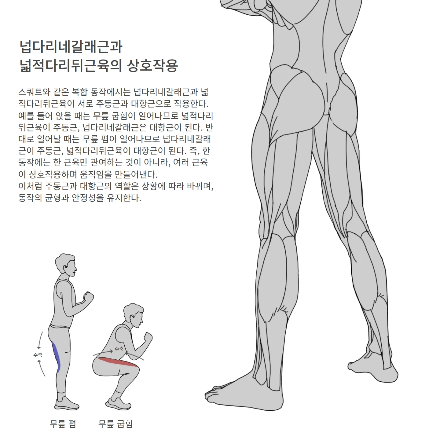 넙다리네갈래근과 넓적다리뒤근육의 상호작용 해부학 도해 — 넙다리네갈래근과 넓적다리뒤근육의 상호작용, 무릎 폄, 무릎 굽힘, 수축