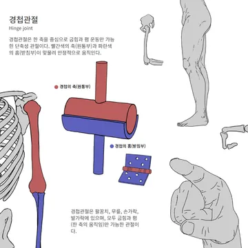 도형화