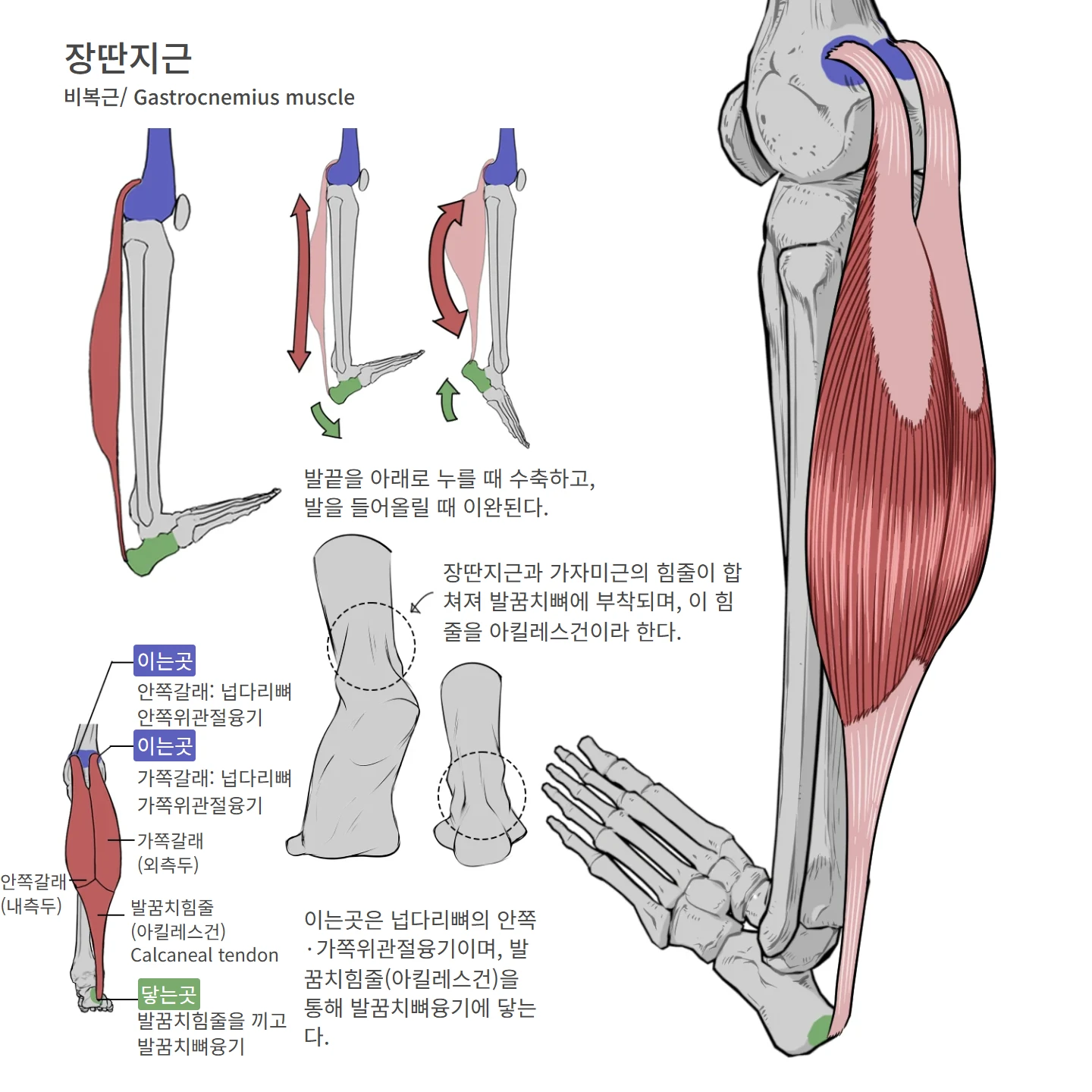 장딴지근 해부학 도해 — 가쪽갈래 (외측두), 발꿈치힘줄 (아킬레스건) Calcaneal tendon, 안쪽갈래 (내측두), 안쪽갈래: 넙다리뼈 안쪽위관절융기, 가쪽갈래: 넙다리뼈 가쪽위관절융기