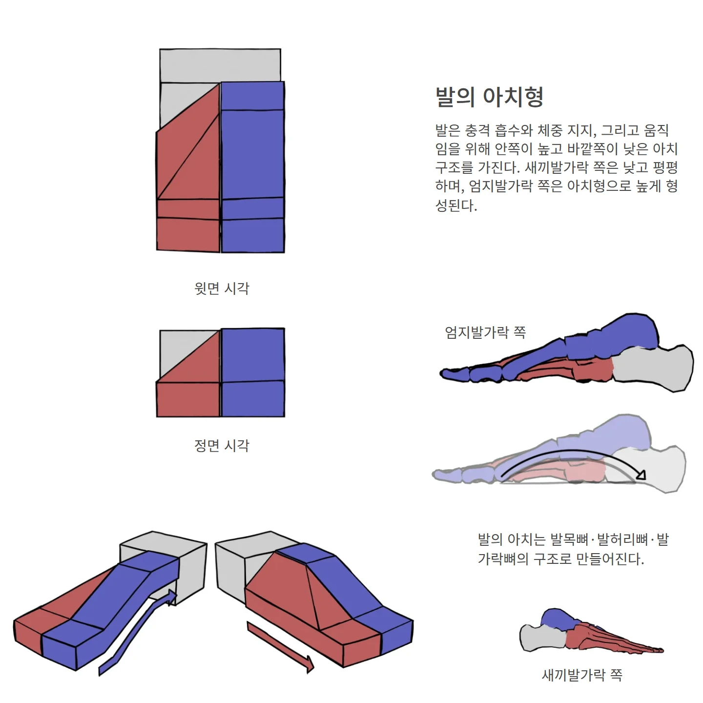 발의 아치형 해부학 도해 — 윗면 시각, 정면 시각, 엄지발가락 쪽, 새끼발가락 쪽, 발의 아치형