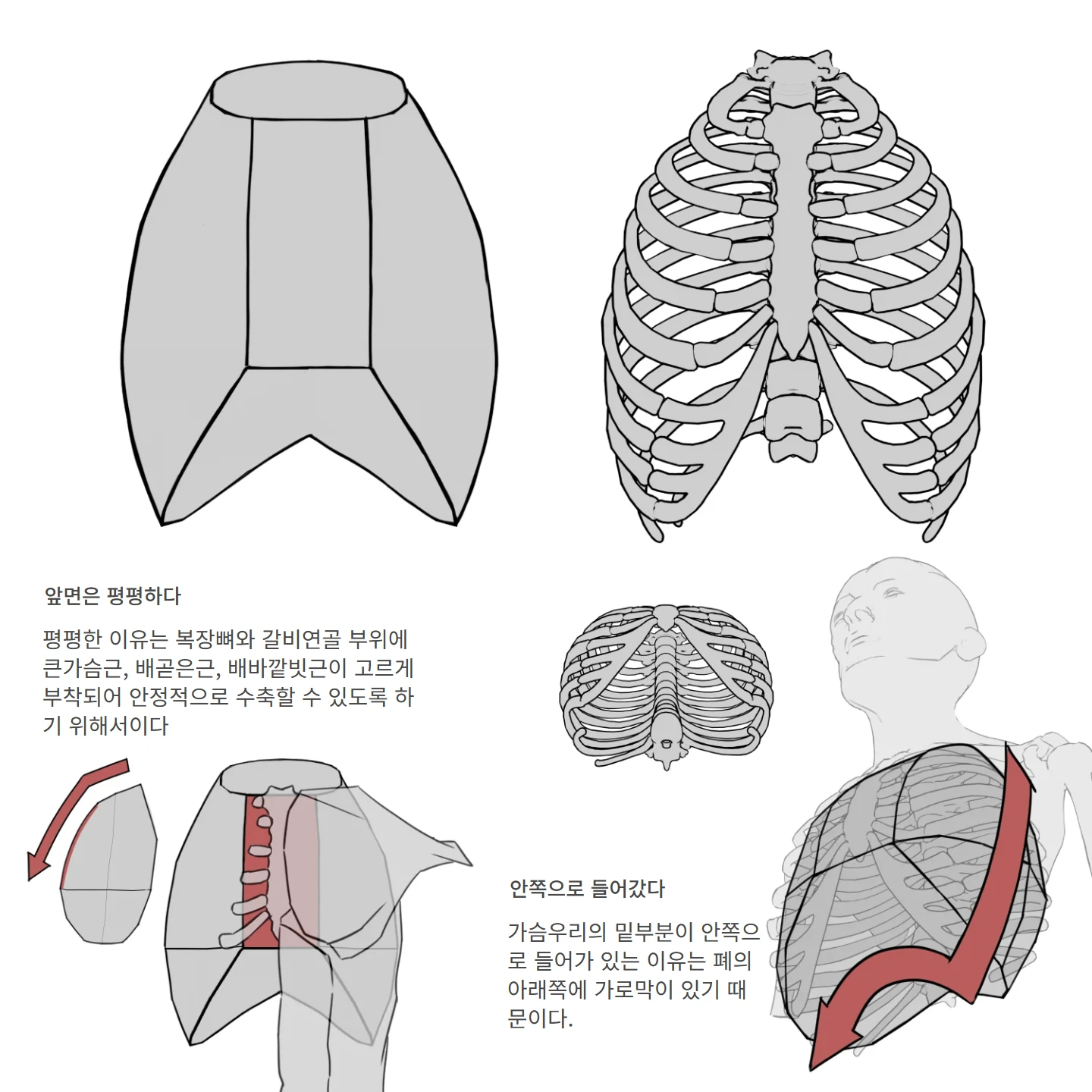 가슴우리 형태 해부학 도해 — 앞면은 평평하다, 안쪽으로 들어갔다