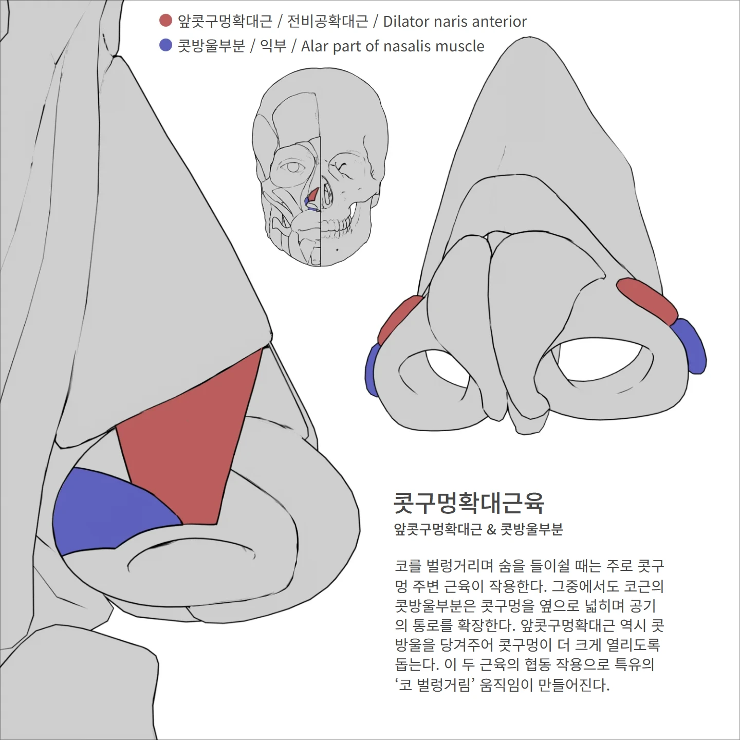콧구멍확대근육 해부학 도해 — 콧구멍확대근육, 앞콧구멍확대근 & 콧방울부분