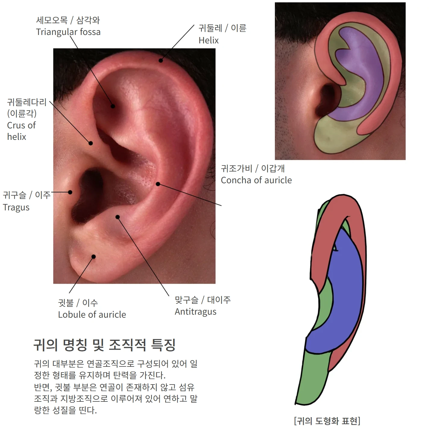 귀의 명칭 및 조직적 특징 해부학 도해 — [귀의 도형화 표현], 귀의 명칭 및 조직적 특징, 세모오목 / 삼각와 Triangular fossa, 귀둘레다리 (이륜각) Crus of helix, 귀구슬 / 이주 Tragus