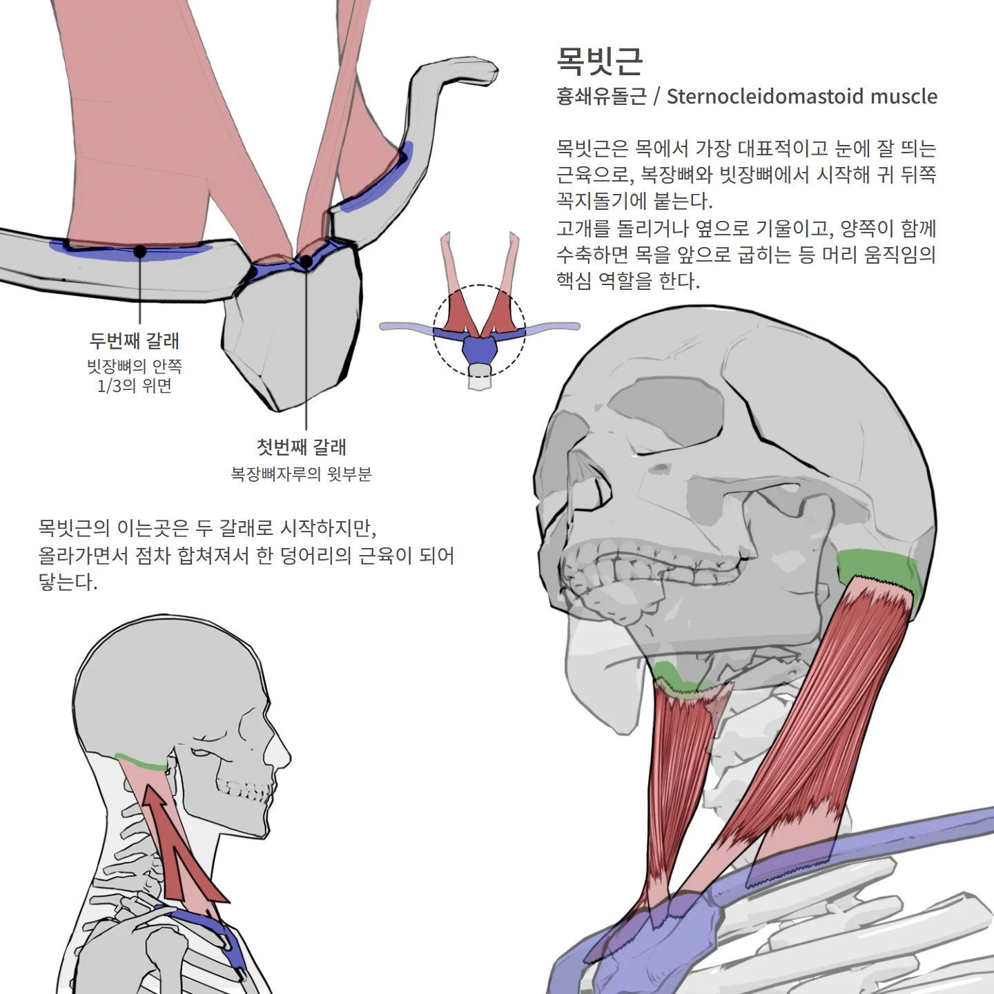 목빗근 해부학 도해