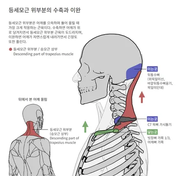 등세모근 위부분 수축과 이완