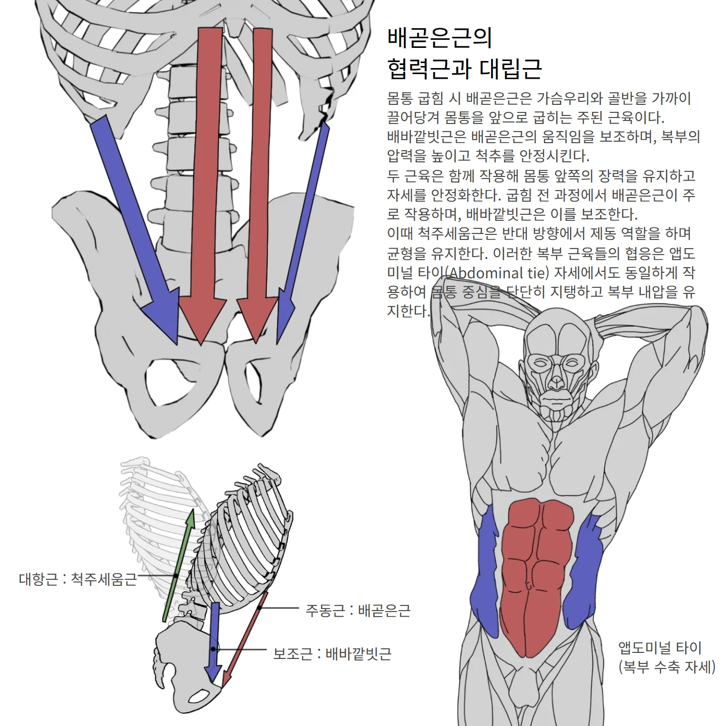 배곧은근의 협력근과 대립근 해부학 도해 — 주동근 : 배곧은근, 대항근 : 척주세움근, 보조근 : 배바깥빗근, 앱도미널 타이 (복부 수축 자세), 배곧은근의 협력근과 대립근