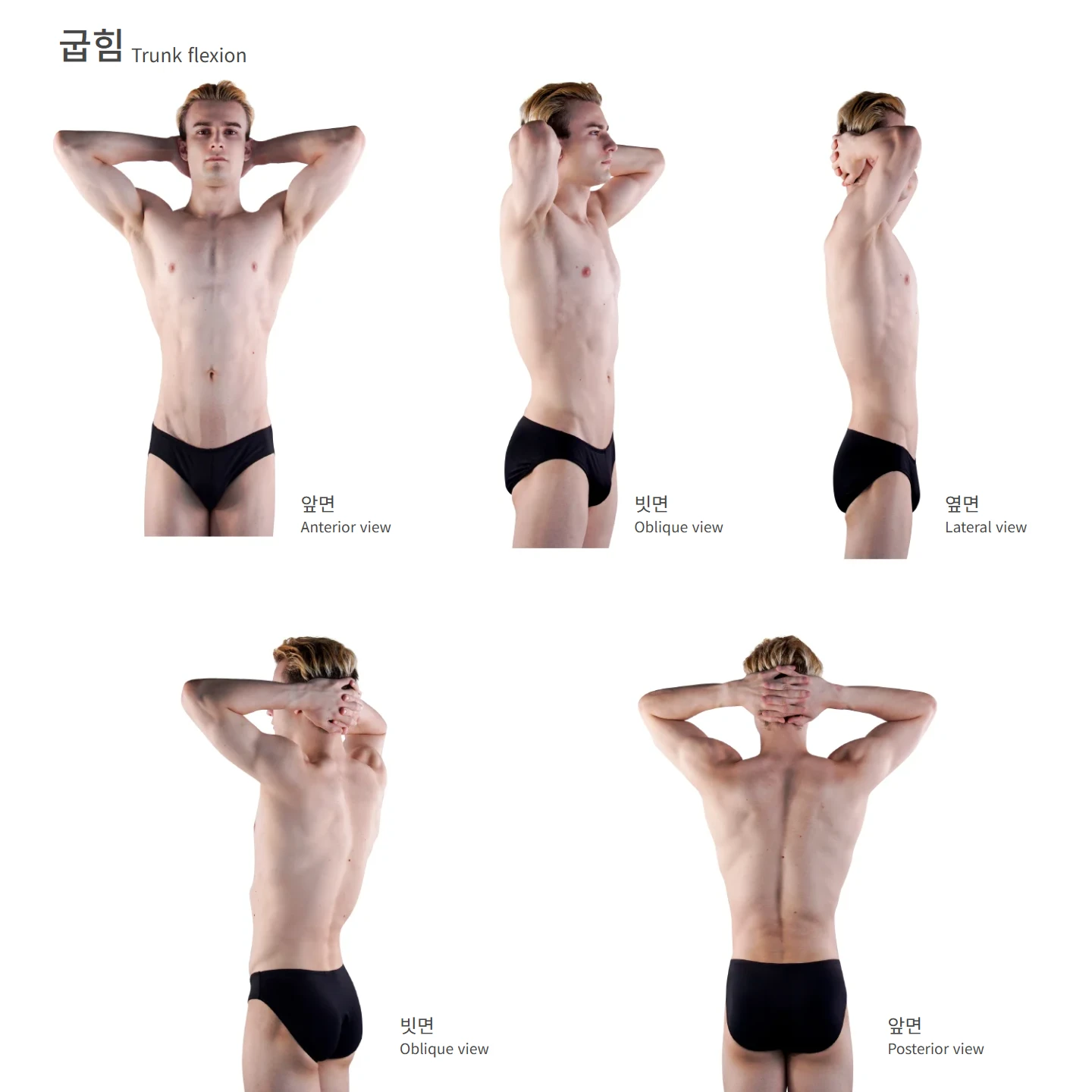 굽힘 해부학 도해 — 굽힘, 앞면, 빗면, 옆면