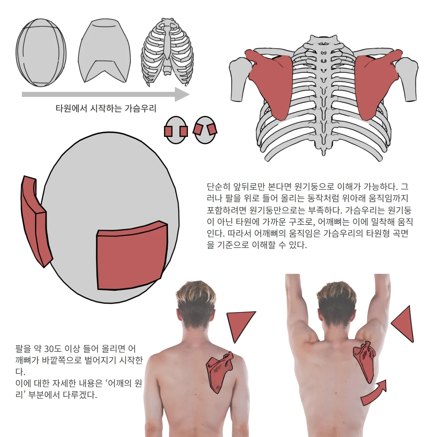어깨뼈 위아래 움직임 해부학 도해 — 타원에서 시작하는 가슴우리