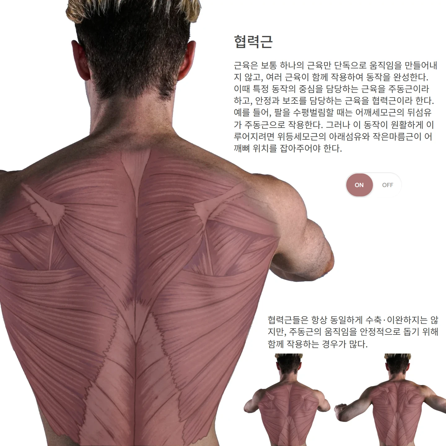 협력근 해부학 도해 — 협력근