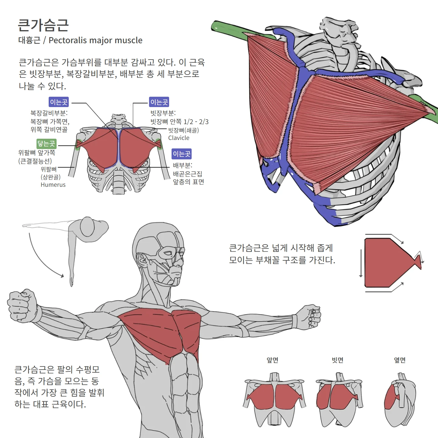 큰가슴근 해부학 도해 — 큰가슴근, 대흉근 / Pectoralis major muscle, 빗장부분: 빗장뼈 안쪽 1/2 - 2/3, 복장갈비부분: 복장뼈 가쪽면, 위쪽 갈비연골, 배부분: 배곧은근집 앞층의 표면