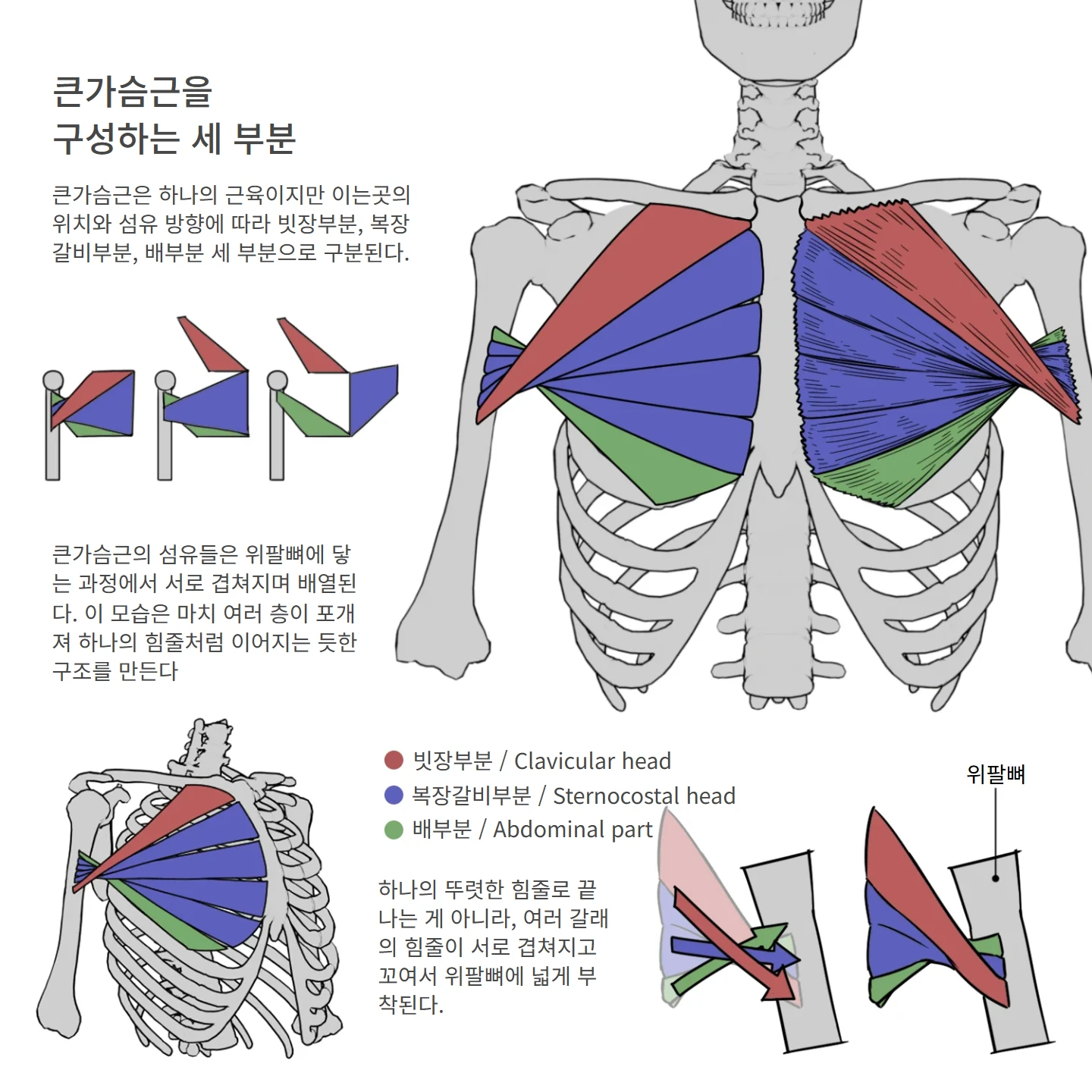 큰가슴근을 구성하는 세 부분 해부학 도해
