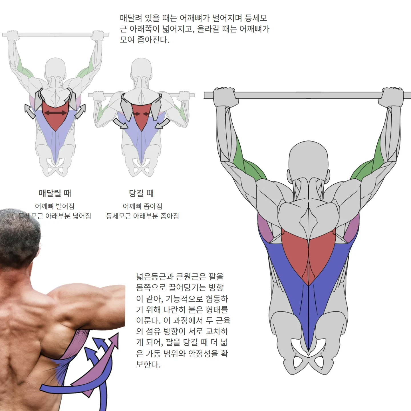 턱걸이 해부학 도해